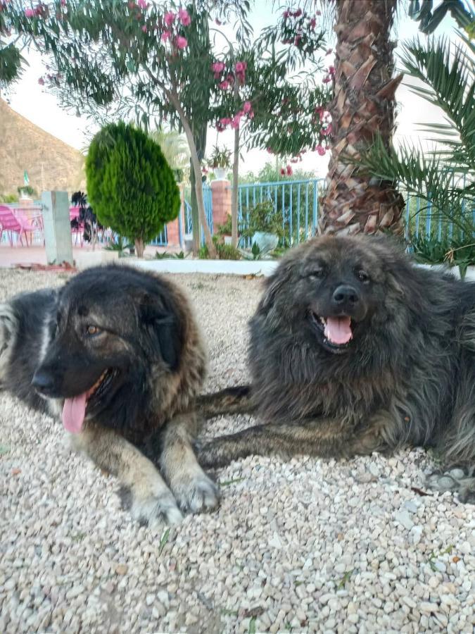 Recovery Mountain 2 Separate Beds In Room B&B Alicante Exterior foto
